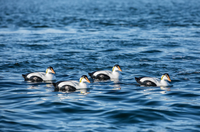 Tanglefree Migration Edition Eider Decoys Foam Filled